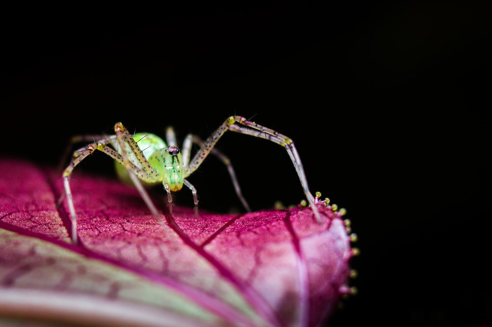 Green Lynx Spider