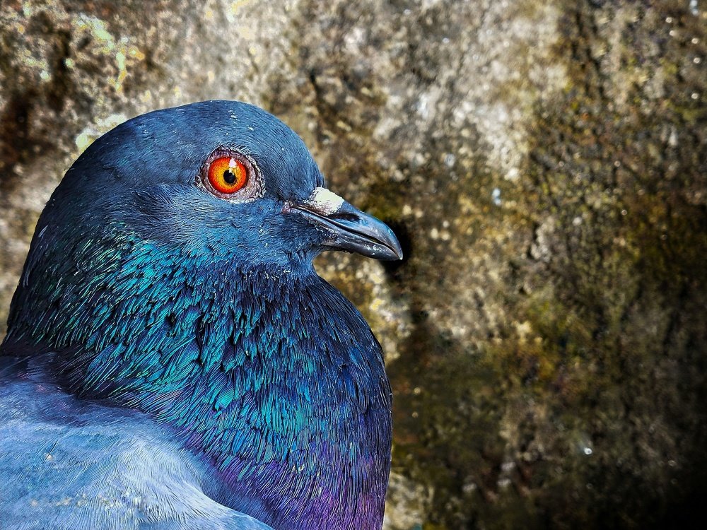 Photograph by Abhishek Dutta choudhury