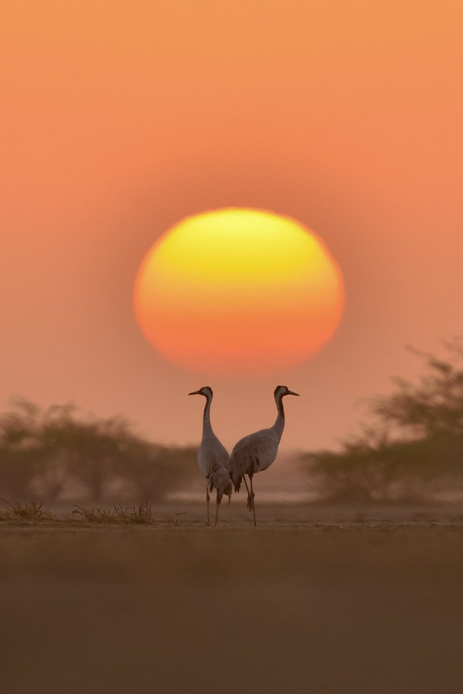 Sunset and common cranes .....