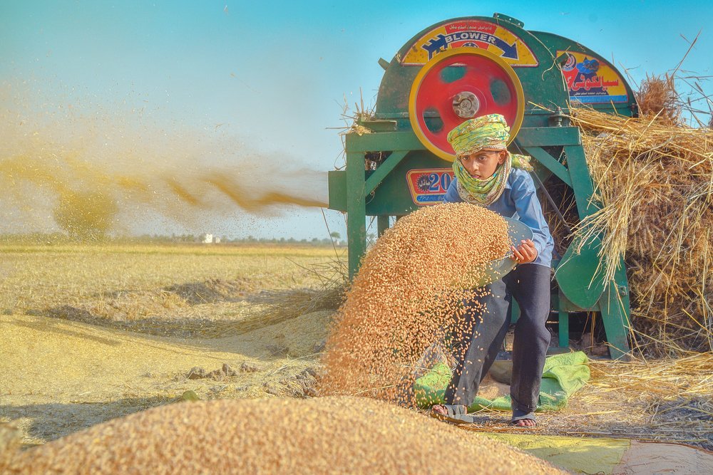 Wheat Harvesting
