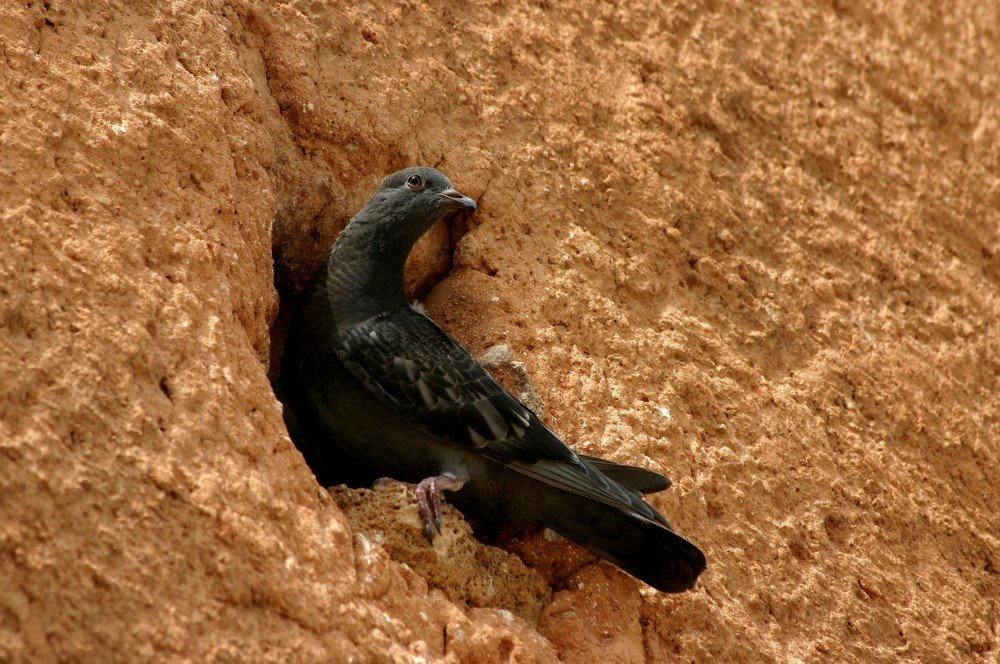 Photograph by Salih Aqeil