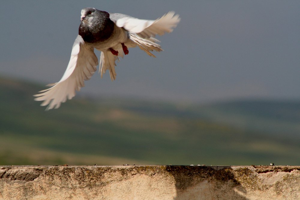 Photograph by Salih Aqeil