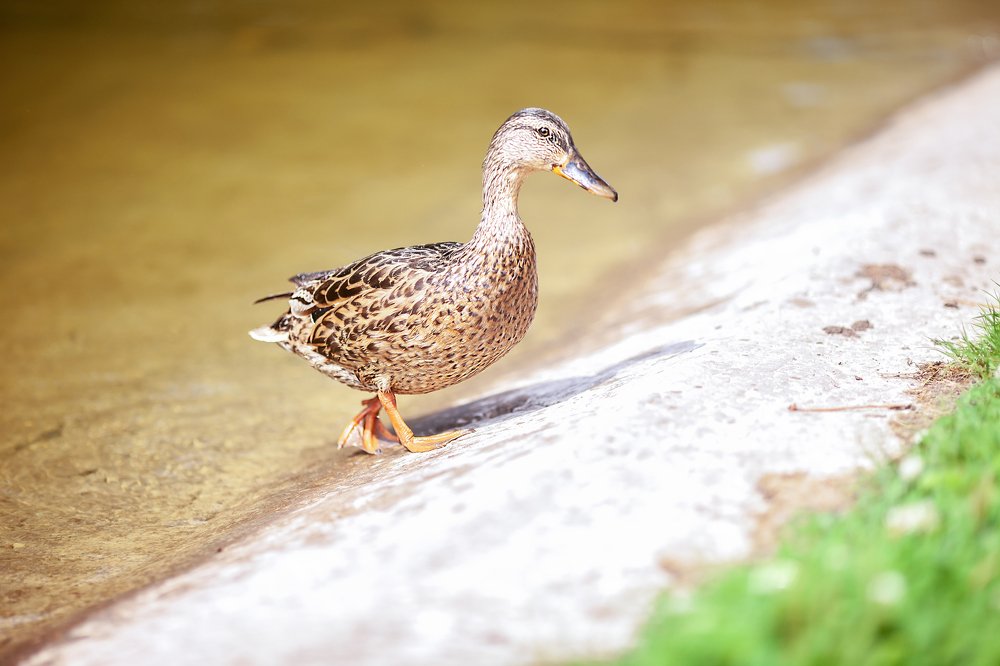 Photograph by Марина Комина