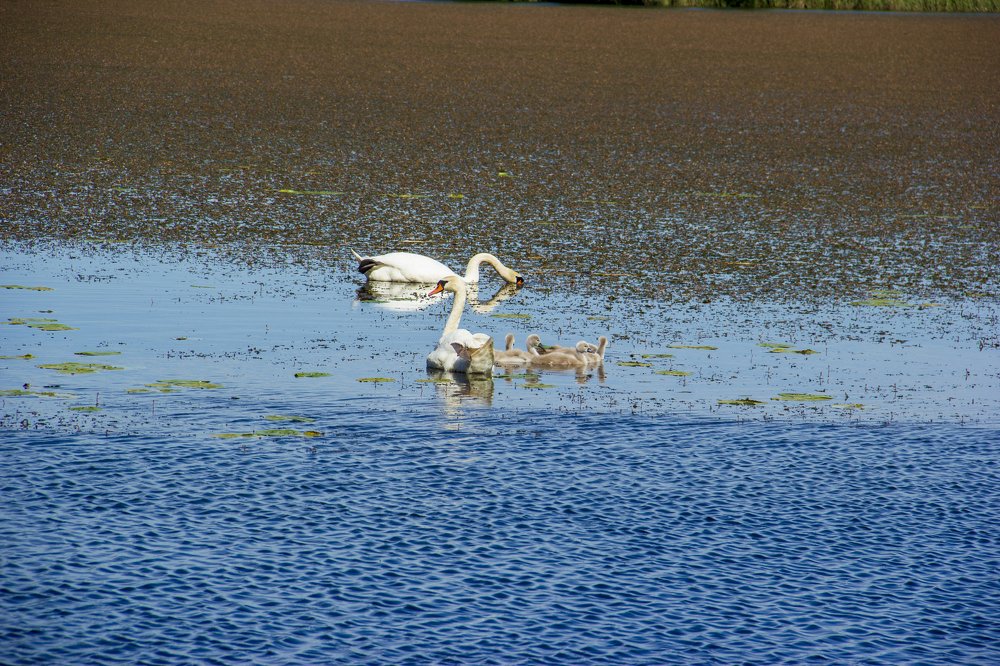Photograph by Анна-Лаймуте Милошевич