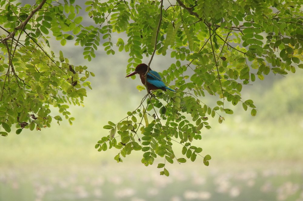 Photograph by Mostafa Shahriar