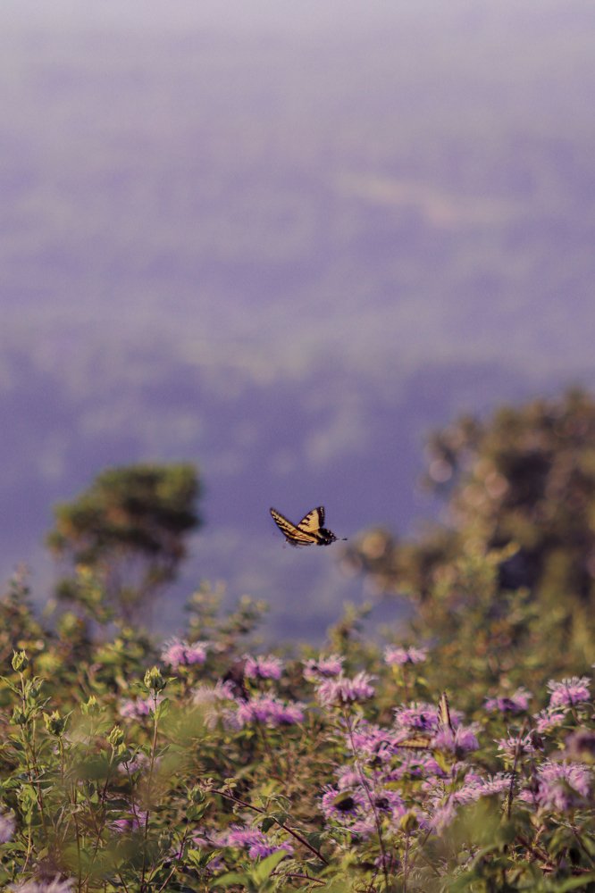 Photograph by Alisa Bryz-Gornia