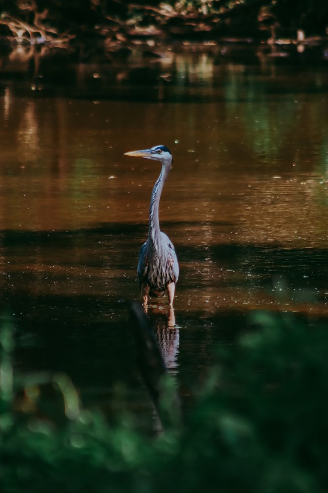 Photograph by Alisa Bryz-Gornia