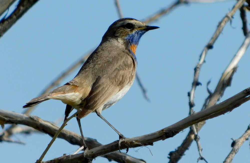 Photograph by Сергей Чеченов