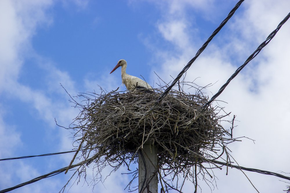 Photograph by Анна-Лаймуте Милошевич