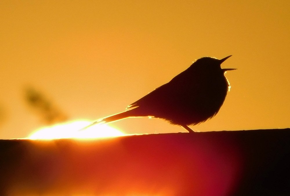 Photograph by Сергей Чеченов