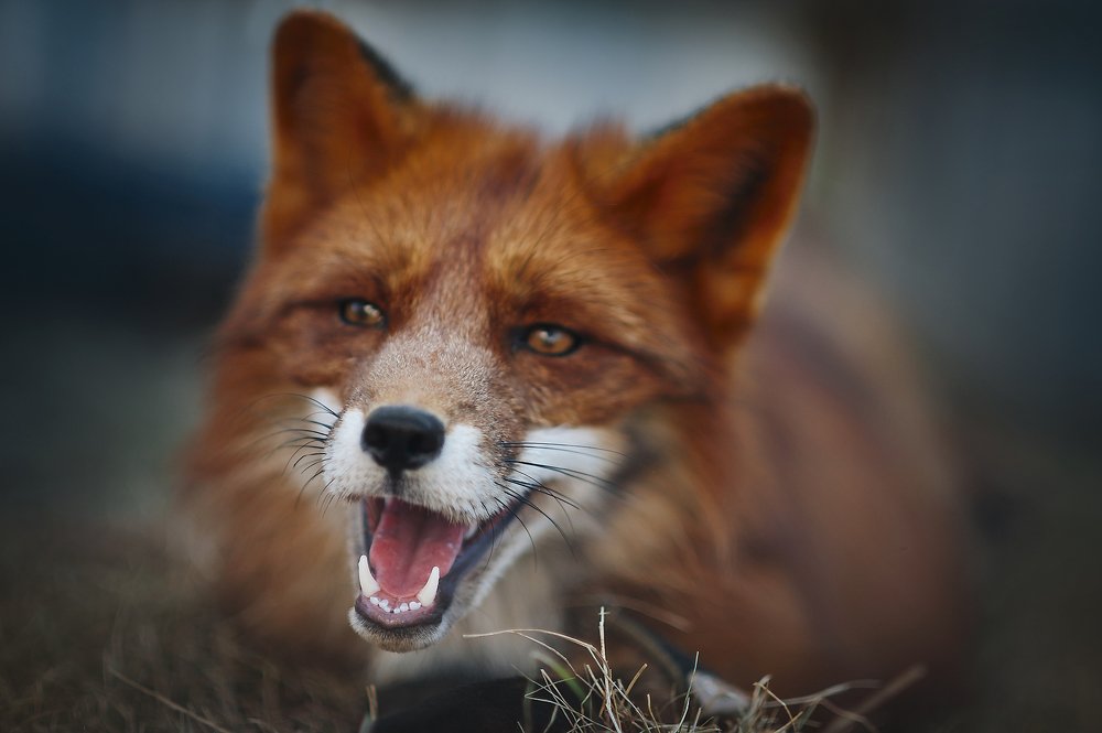 Photograph by Ксения Лысенкова