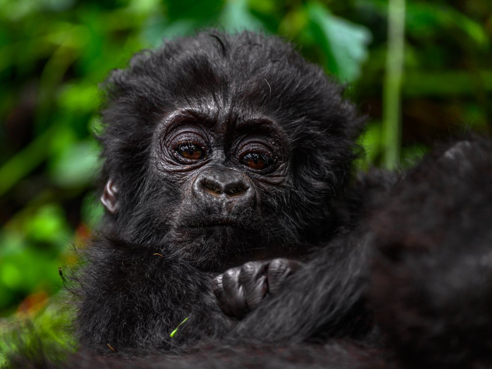 Nkuringo´s Grandson