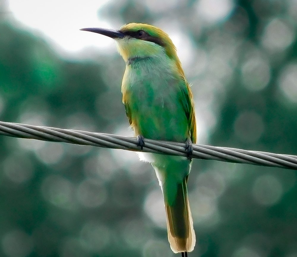 Photograph by Mayank Sharma