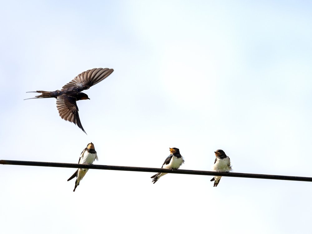 Photograph by Галина Павлова