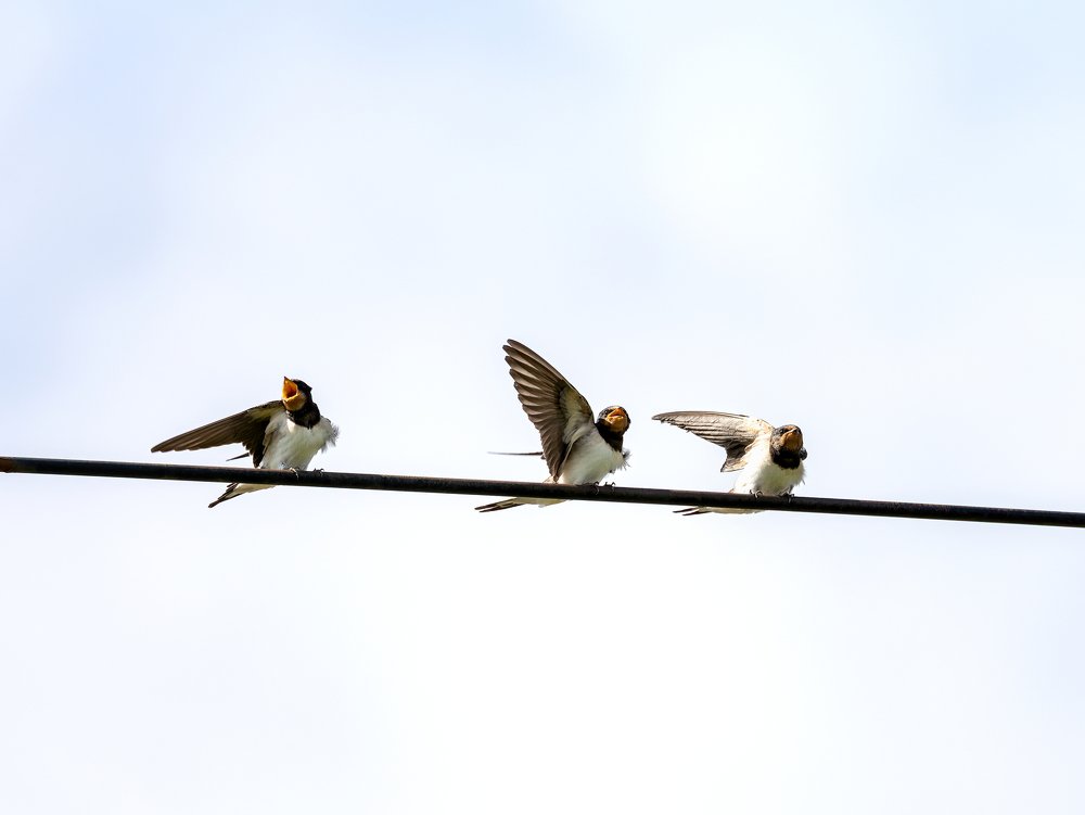 Птенцы ласточки