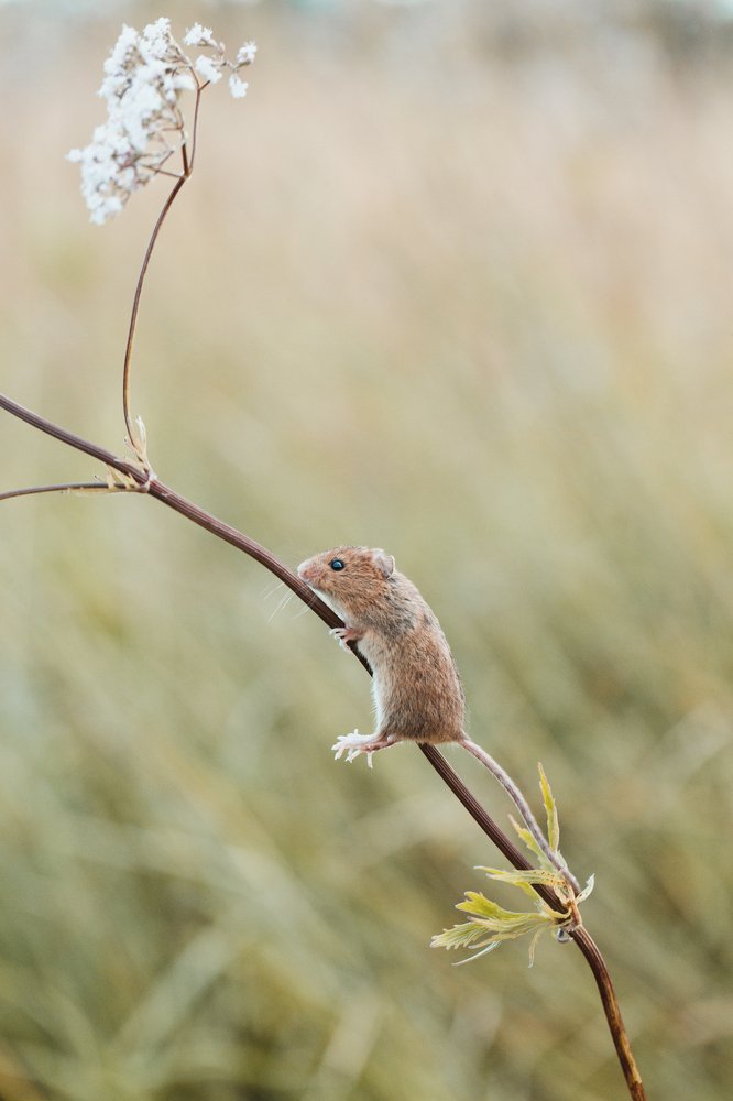 Photograph by Agnaeva Anastasia