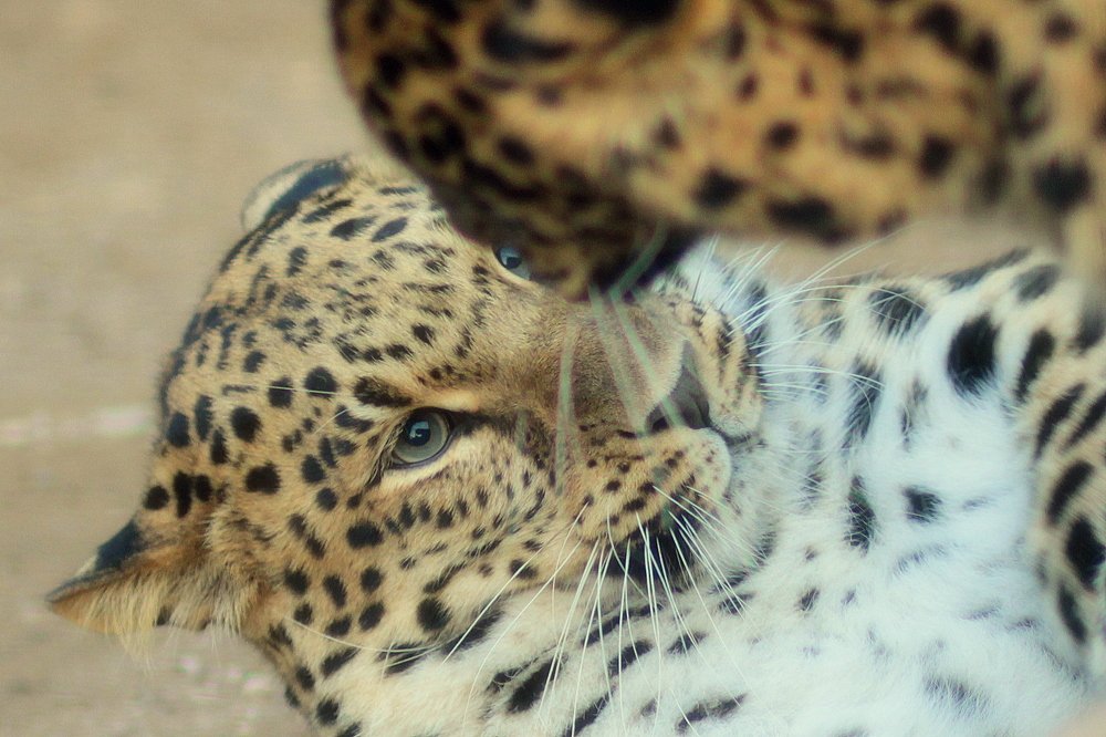 Photograph by Ирина Горюкина