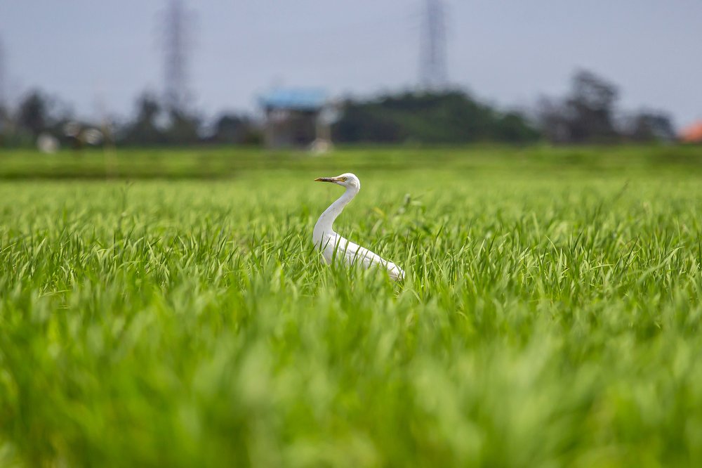 Crane Bird