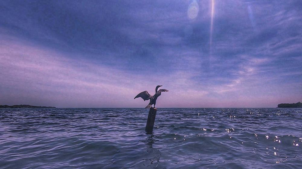 Rise And Fly