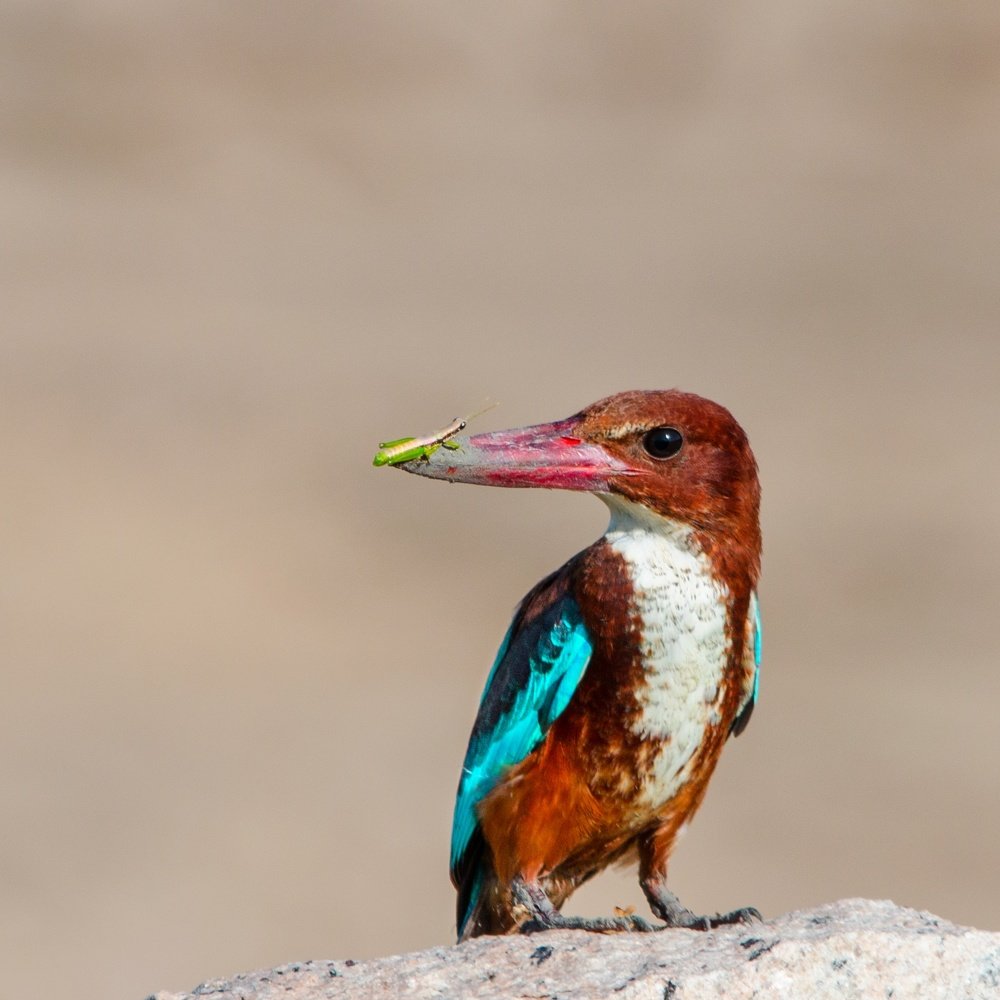 Photograph by James David Raj