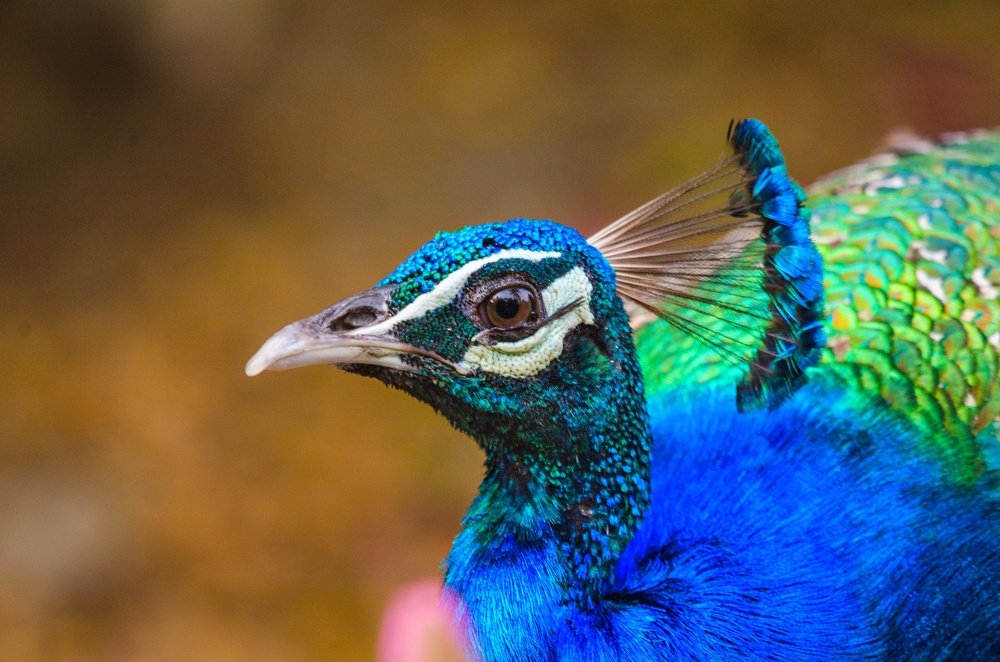 Photograph by James David Raj