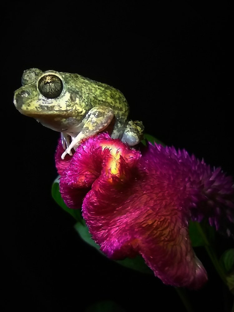 Belleza rara