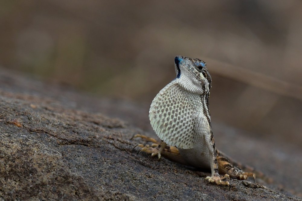 Photograph by Rishikesh Lande