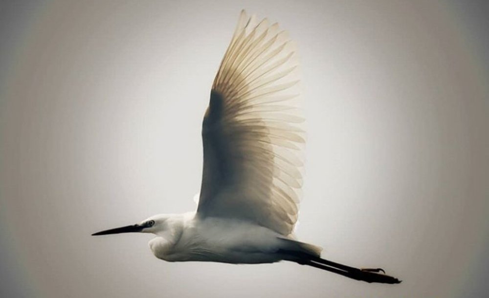 Photograph by Ananat pund