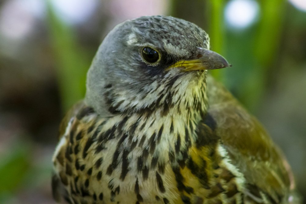 Photograph by Богдан Бигун