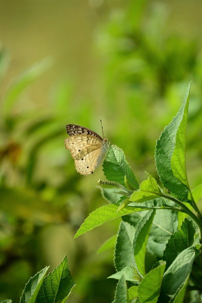 The beautiful Grey Pansy is too hungry...