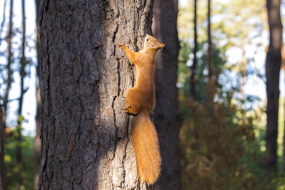 Photograph by Дмитрий Тимин