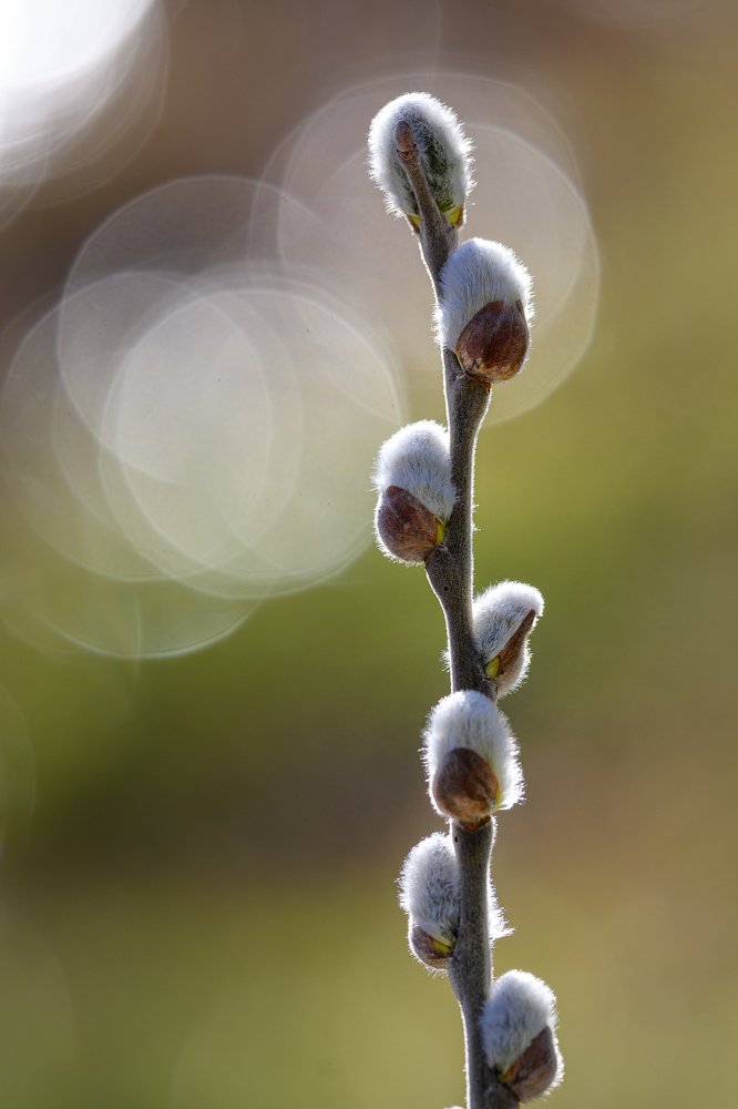 Willow catkin