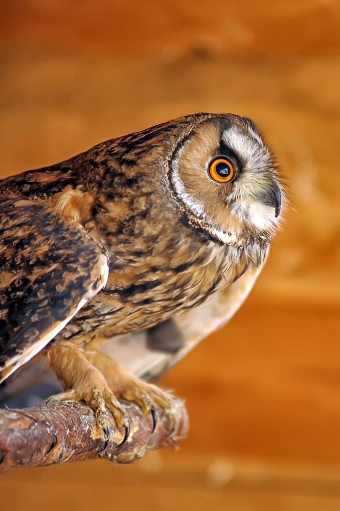 Photograph by Анна Кривицкая