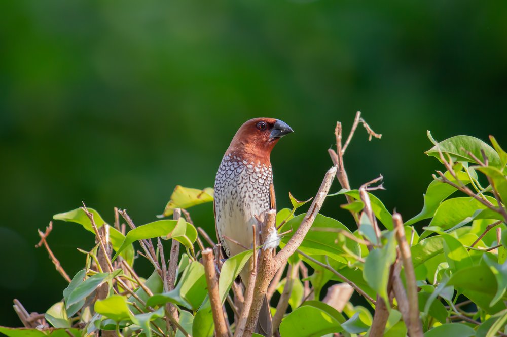 Photograph by Kaustubh Buley