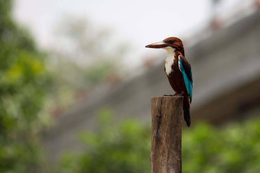 Photograph by Kaustubh Buley