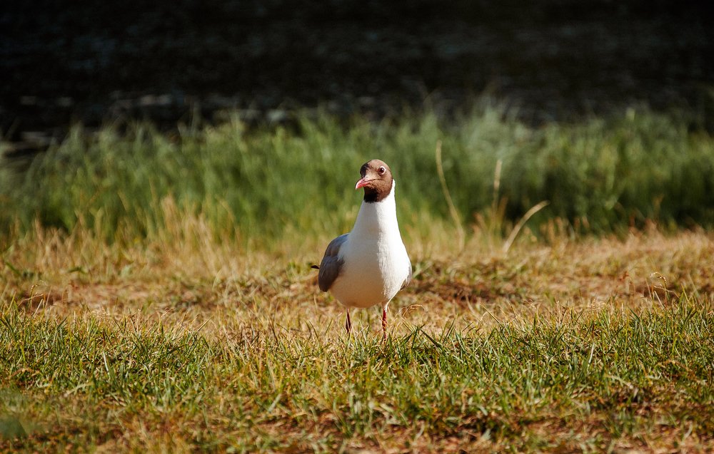 Photograph by Анастасия