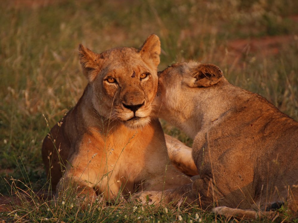 Lion sunrise