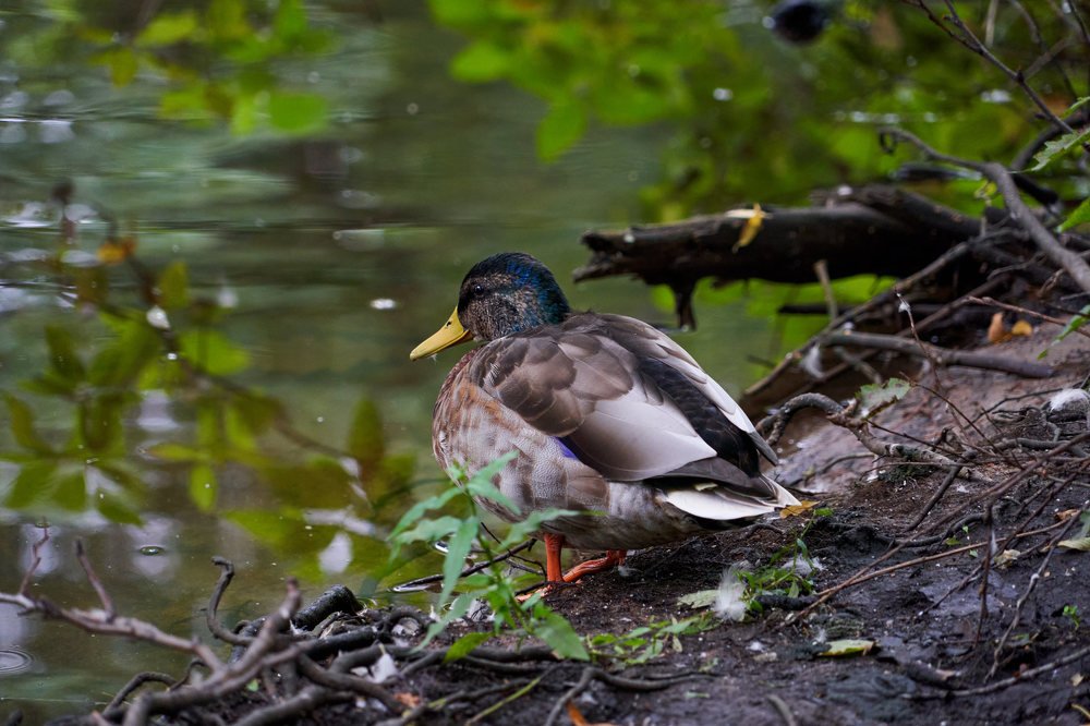 Photograph by Евгения Турушева