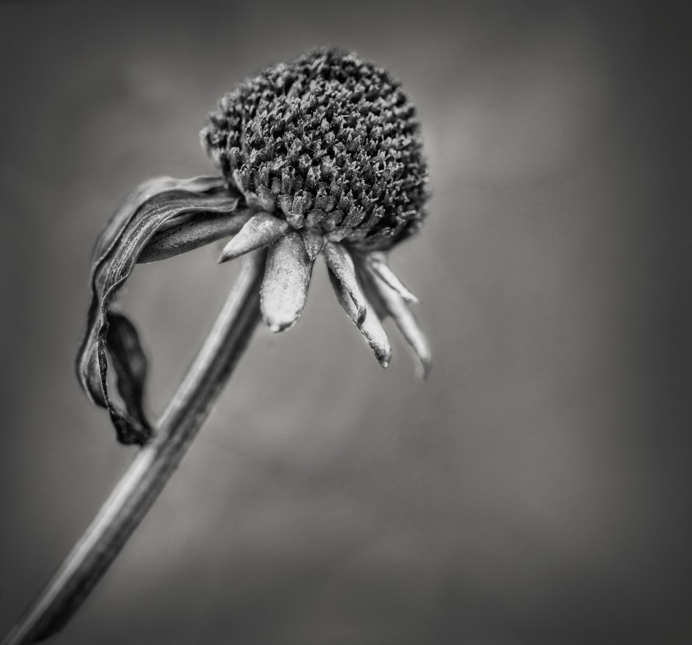 Photograph by Sergio Vitale