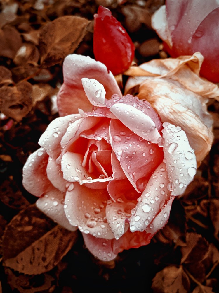 Rose after the rain