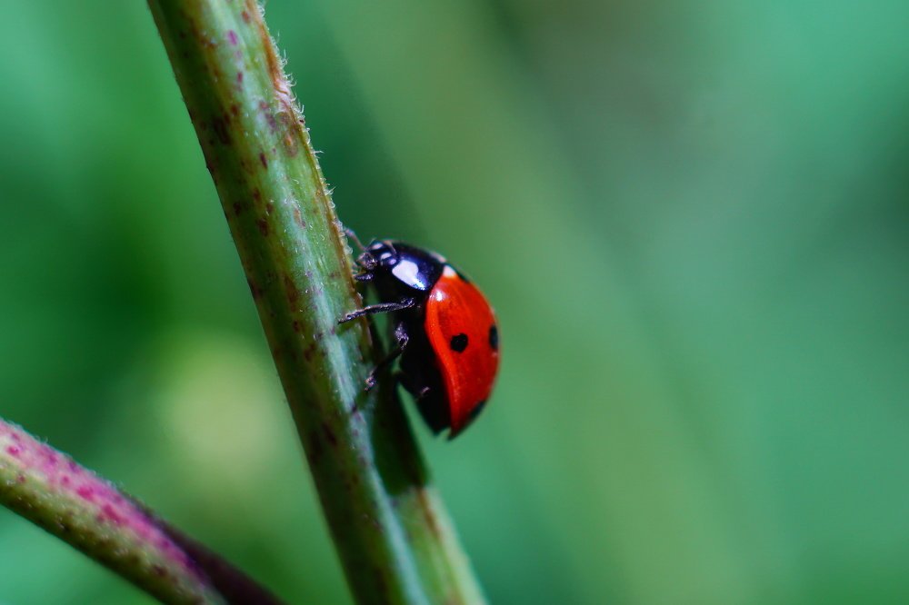 Photograph by Александр Кизим