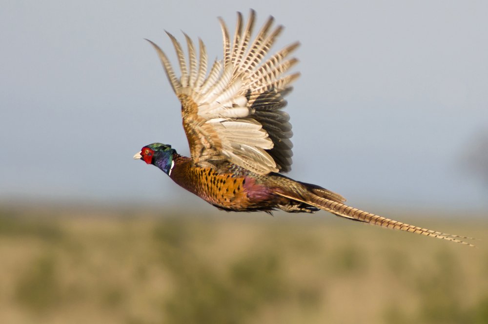 Photograph by Галина Крымская