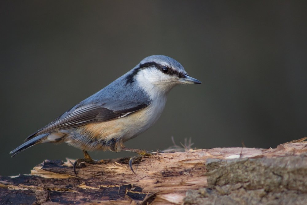 Фотография автора Евгений Подгорнов