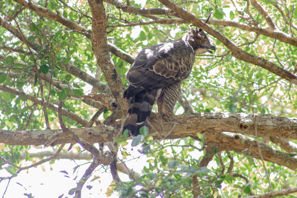 Фотография автора sathveegan