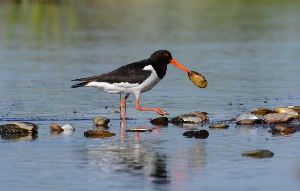 Photograph by Любовь Кошель