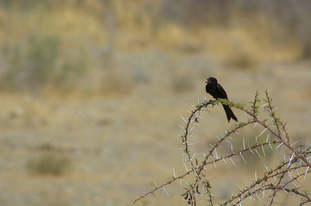 Photograph by Анатолий Орлов