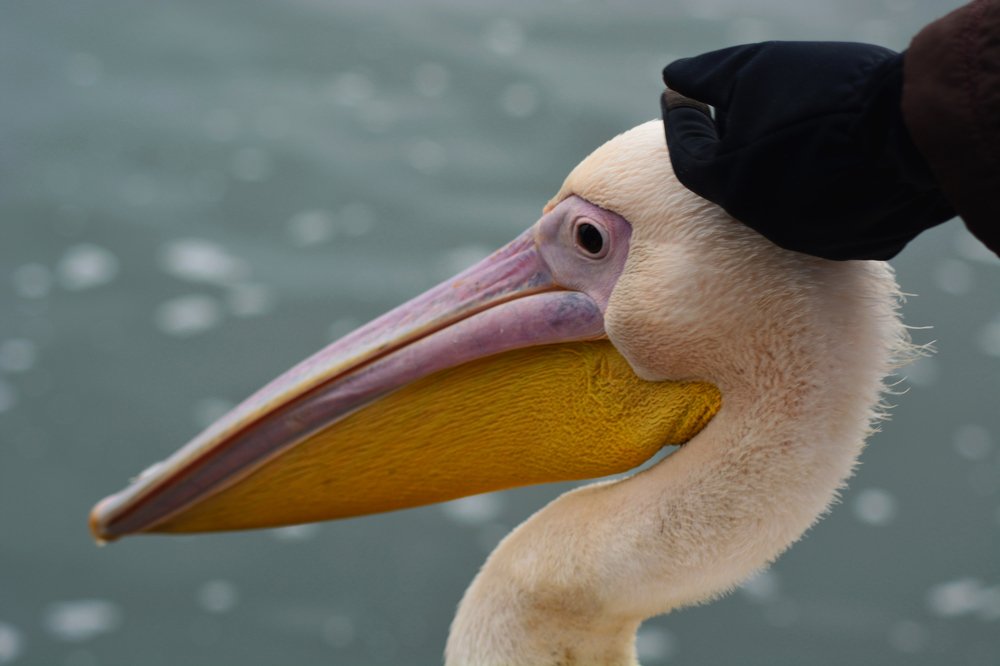 Photograph by Анатолий Орлов