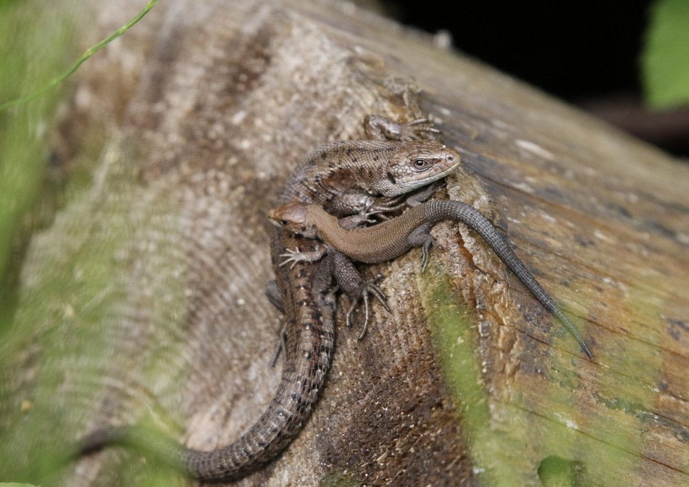 Не бойся, я с тобой