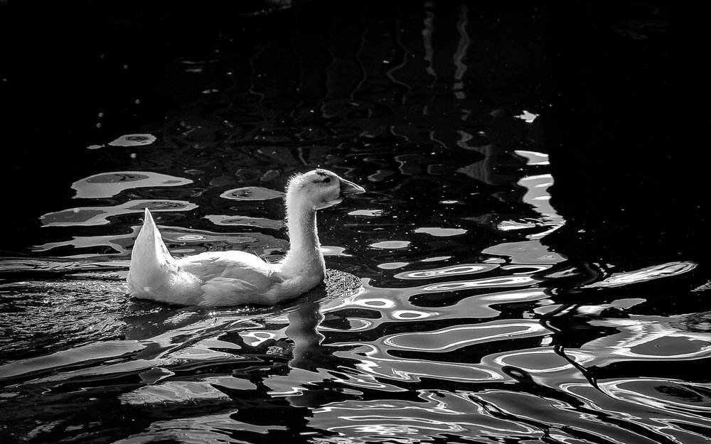 Фотография автора Владимир Брызгунов