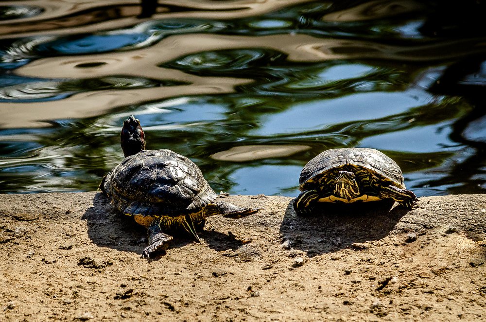 Фотография автора Владимир Брызгунов